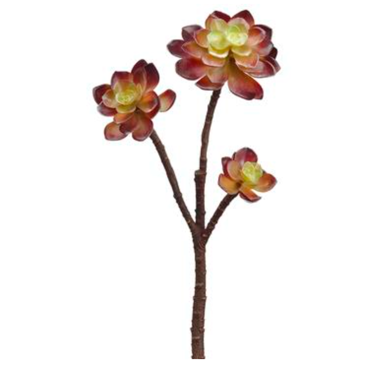 Brown Variegated Echeveria Pick 13
