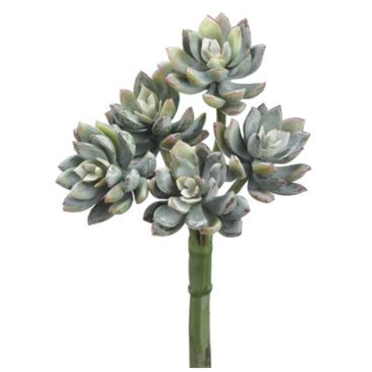 Frosty Green Mini Echeveria Stem 9