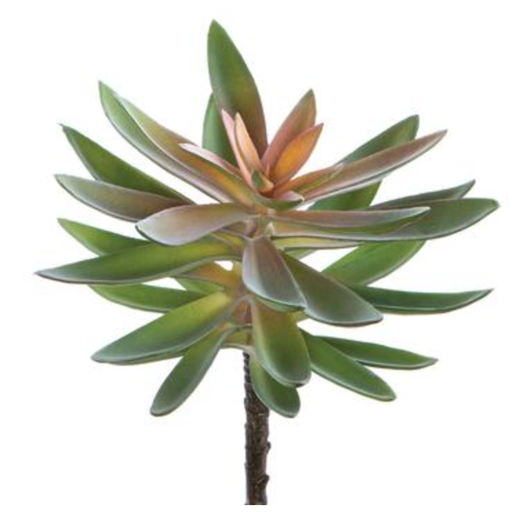 Green Agave Pick 8.5