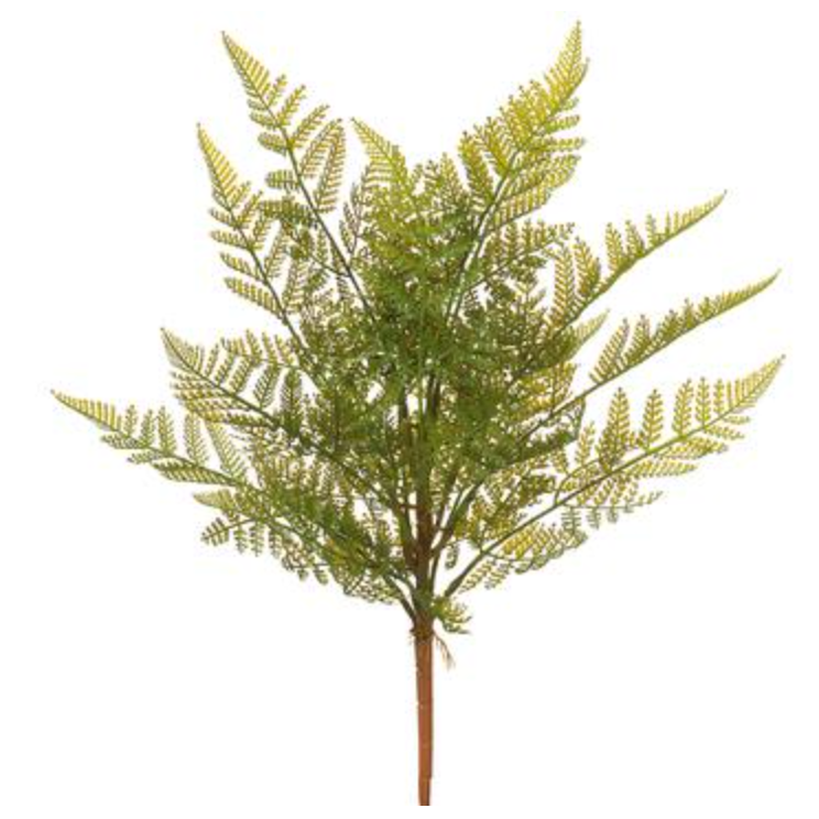 Green Fern Bush 17