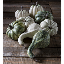 Load image into Gallery viewer, Weighted Cream and Green Pumpkin and Gourd  6&quot; Assortment Set of 8
