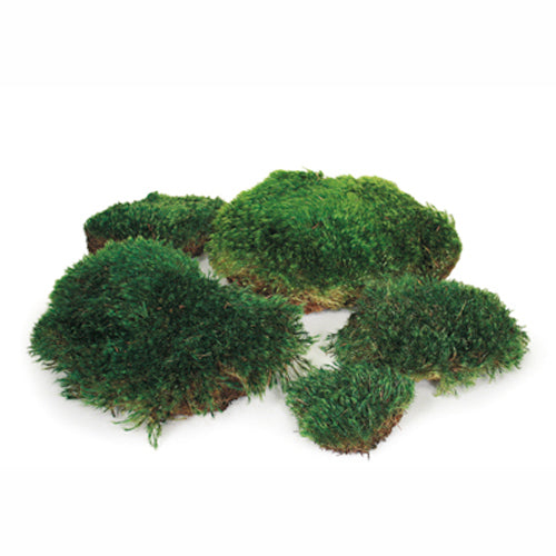 Mood Moss Premium Preserved