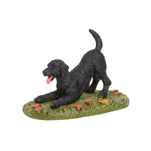Playful Black Lab